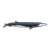 Fin Whale Color PNG