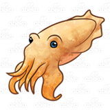 Orange Cuttlefish