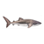 Whale Shark Color PDF