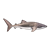 Whale Shark Color PNG