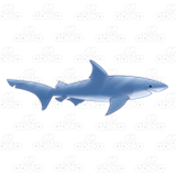 Gray Bull Shark