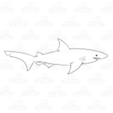 Gray Bull Shark