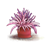 Sea Anemone Color PNG