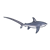 Thresher Shark Color PNG