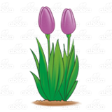 Two Purple Tulips
