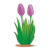 Two Purple Tulips Color PNG