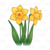 Two Yellow Daffodils 1