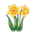 Two Yellow Daffodils 1 Color PNG