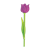 Open Purple Tulip Color PNG