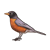 American Robin Color PNG