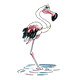 Flamingo pink and black, standing in water