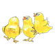 Three Chicks yellow
