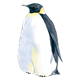 Adult Penguin 