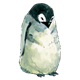 Baby Penguin 2 
