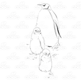 Adult Penguin