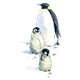 Adult Penguin with two babies