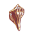 Brown Seashell Color PNG