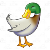 Standing Mallard Duck