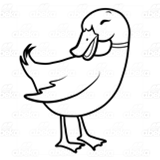 Standing Mallard Duck