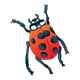 Red Ladybug 