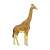 Giraffe Color PNG