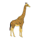 Giraffe with orange spots, facing right