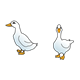Two White Ducks 