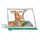 Cow Driving