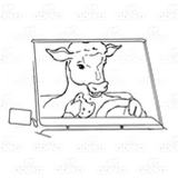 Cow Driving