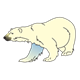 Polar Bear walking