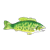 Green Fish Color PNG