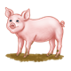 Pink Pig standing in mud