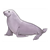 Gray Sea Lion Color PDF