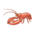 Red Lobster Color PDF