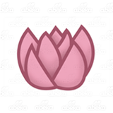 Pink Water Lily 1