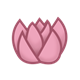 Pink Water Lily 1 
