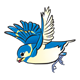 Flying Bluebird with wings spread out