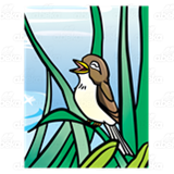 Brown Songbird