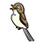 Brown Songbird Color PDF