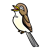 Brown Songbird Color PNG