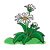 Three White Daisies Color PNG