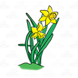 Two Yellow Daffodils 2