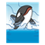 Killer Whale Color PNG