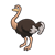 Black Ostrich Color PNG
