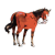Brown Horse Color PNG
