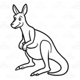 Adult Kangaroo