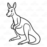 Adult Kangaroo