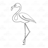 Female Flamingo