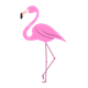 Female Flamingo with a necklace