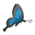 Blue Butterfly Color PNG